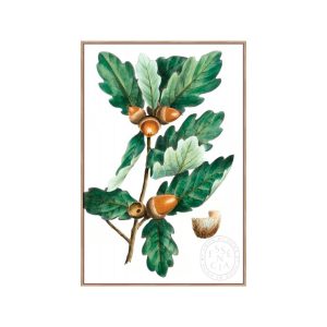 DOUGLAS OAK - Natural Canvas
