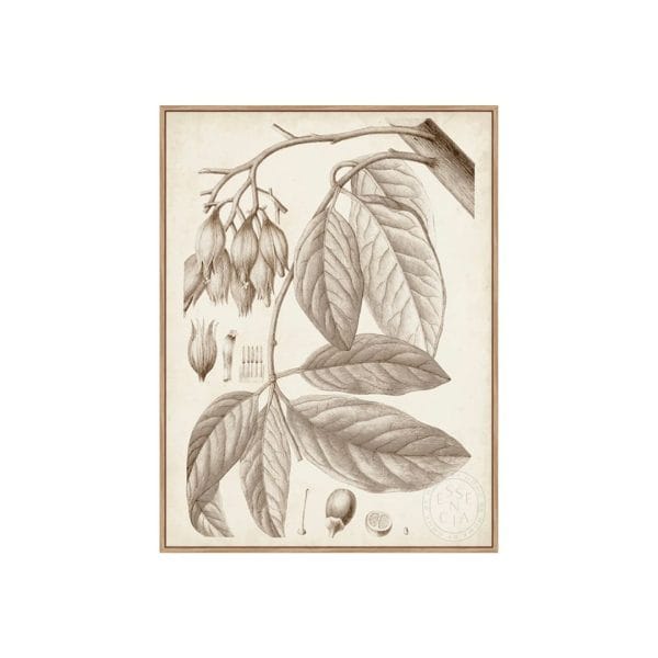 SEPIA EXOTIC PLANTS VI - Natural Canvas